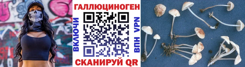 Псилоцибиновые грибы Psilocybine cubensis Арск
